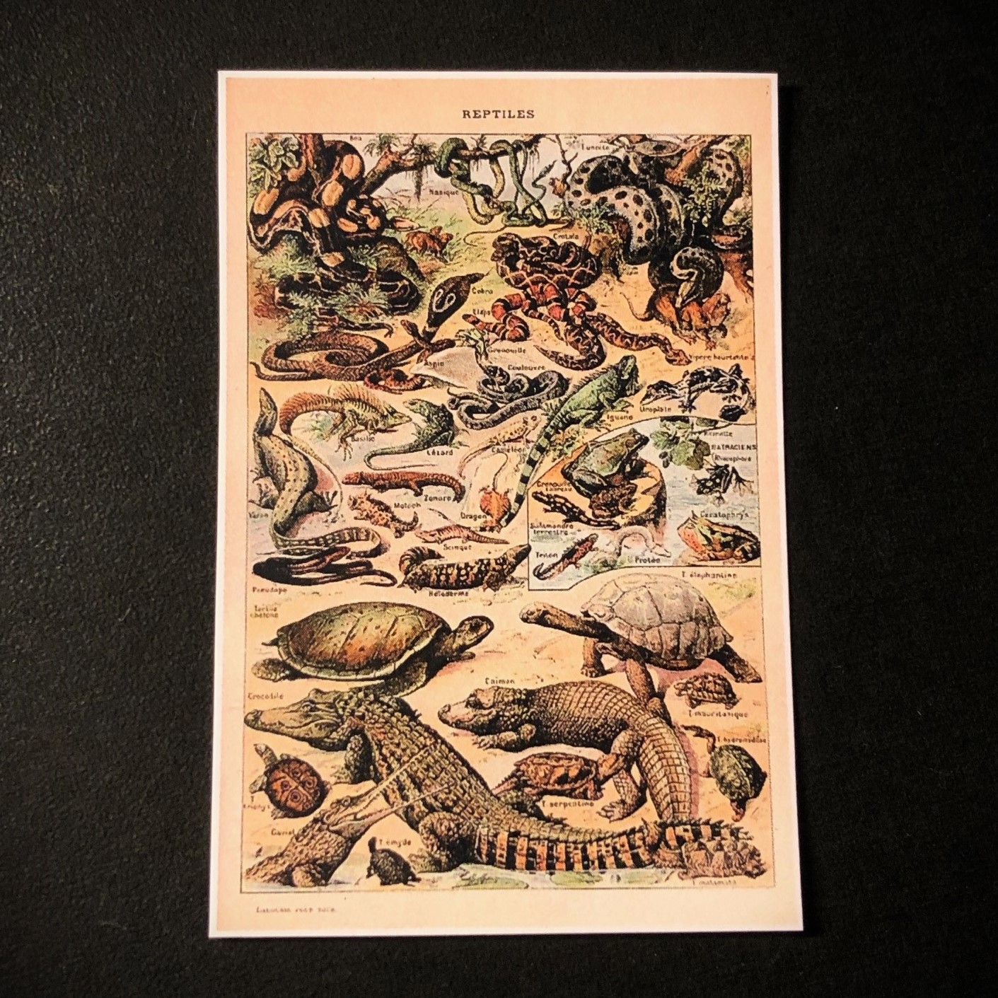 Adolphe Millot (1857-1921)