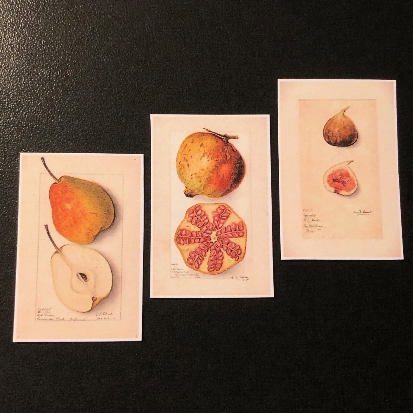 Pomological Watercolor Collection (1886-1942)