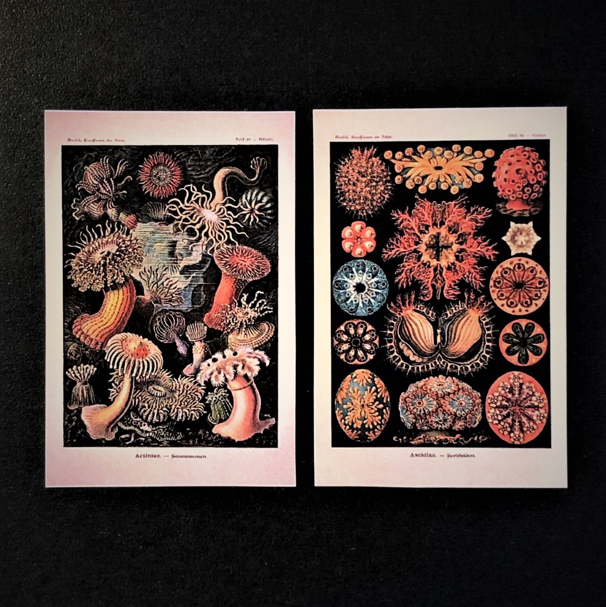 Ernst Haeckel (1834-1919)