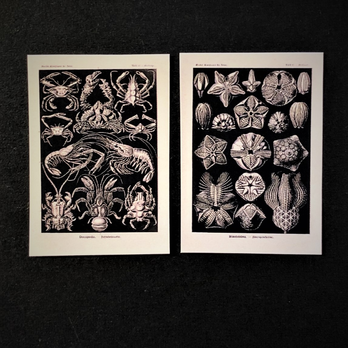 Ernst Haeckel (1834-1919)