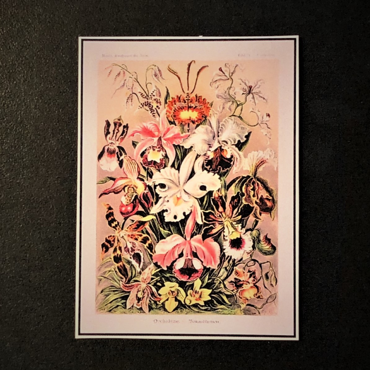 Ernst Haeckel (1834-1919)