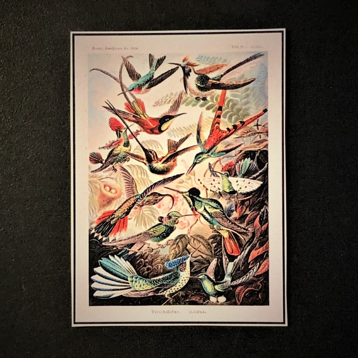 Ernst Haeckel (1834-1919)