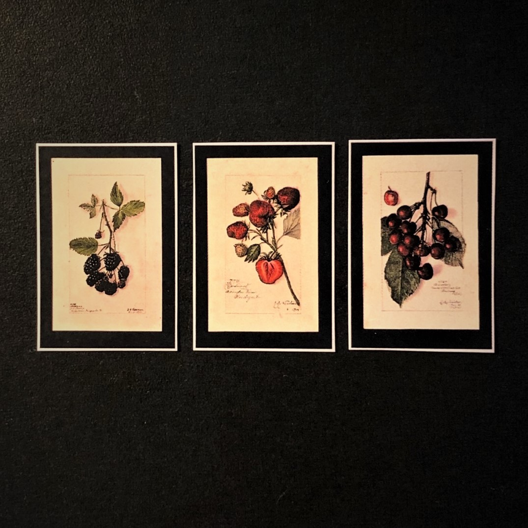 Pomological Watercolor Collection (1886-1942)