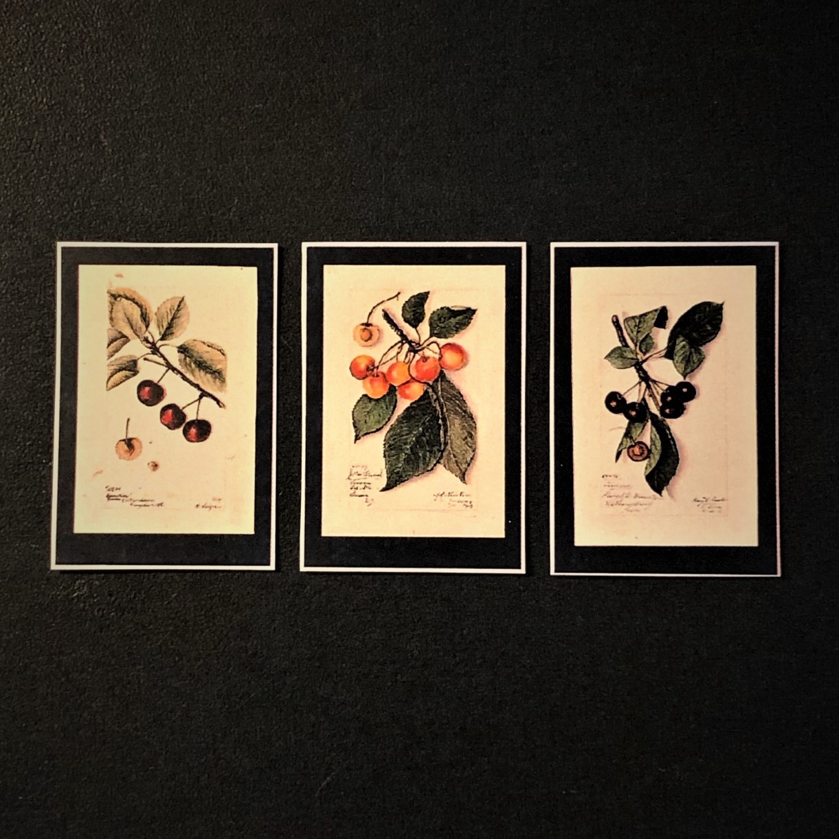 Pomological Watercolor Collection (1886-1942) (copy)
